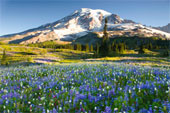 mountains-flowers